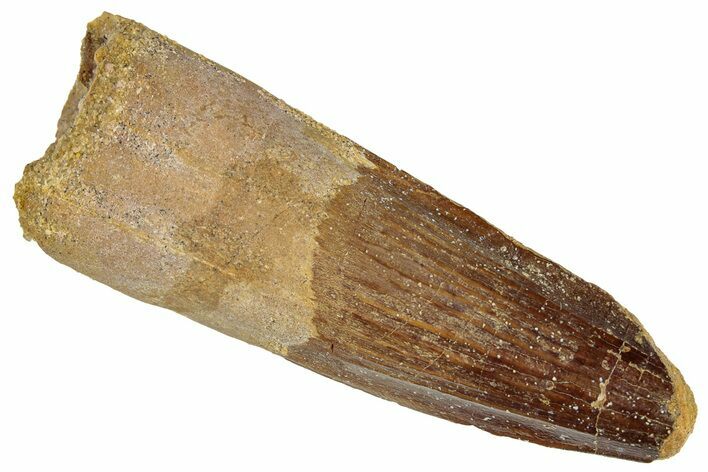 Fossil Spinosaurus Tooth - Real Dinosaur Tooth #305582